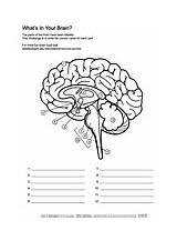 Brain Coloring Pages Human Worksheets Anatomy Ask Biologist Worksheet  sketch template