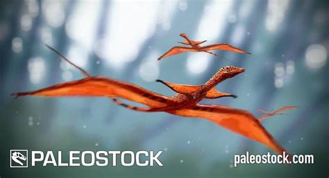 Sharovipteryx stock image – Studio 252MYA