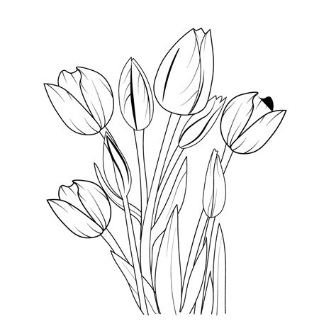 realistic tulip flower drawing, outline tulip flower drawing, tulip flower line drawing, sketch ...