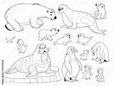 Set Of Cute arctic Animals Coloring Page Penguins walrus White  sketch template