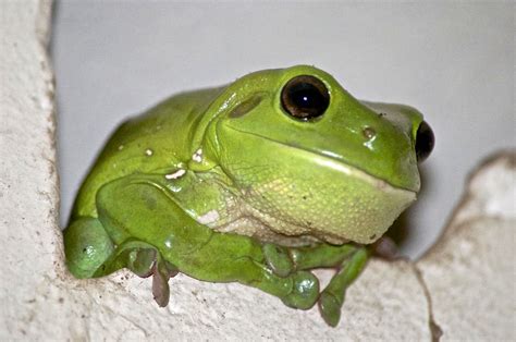 Australian green tree frog at Broadwater, NSW Australia | Frog, Frog and toad, Cute frogs