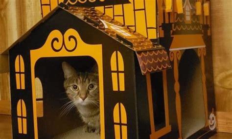 Mini Haunted Houses for Cats Now Exist at Target