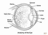 Human Eye Anatomy coloring Page  Free Printable Coloring Pages sketch template