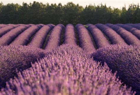 Best Lavender Fields of Provence, France - 2021 Guide!