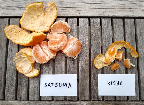 Satsuma vs. Kishu: Comparing two early mandarins - Greg Alder's Yard Posts: Southern California ...