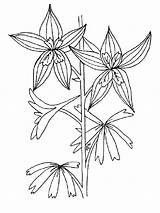 Larkspur Coloring Page Pages sketch template