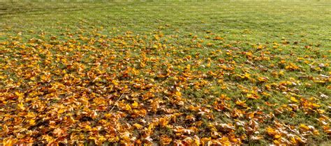 grass in autumn with fallen leaves - VIShopper