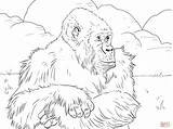 Coloriage  Gorille Des Montagnes Coloriages à Imprimer Gratuits sketch template