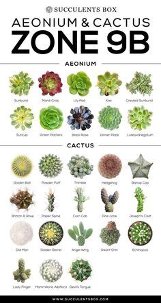 37 Types of succulents ideas | types of succulents, succulents, planting succulents