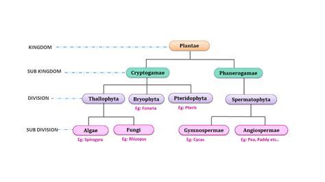 The Thallophyta, Bryophyta, and Pteridophyta are called ‘Cryptogams’. Gymnosperms and ...