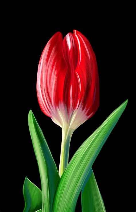 Digital Drawing Of A Red Tulip., Digital Arts by Popova Josephine | Artmajeur