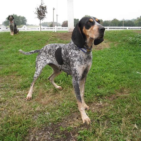 National Bluetick Coonhound Association - Home | Bluetick coonhound ...