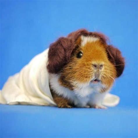 Costumes for Guinea Pigs