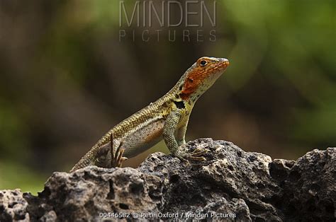 Lava Lizard stock photo - Minden Pictures