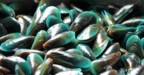 Green Lipped Mussel | Riaflex