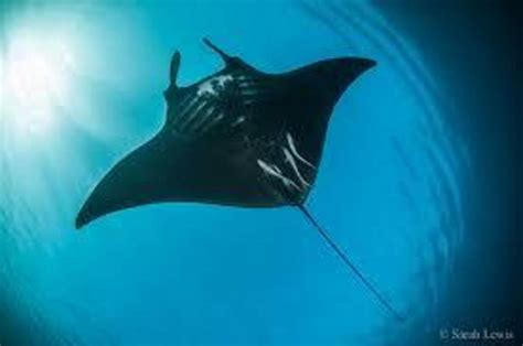 Flying manta ray-like creature spotted in Spain - Nexus Newsfeed