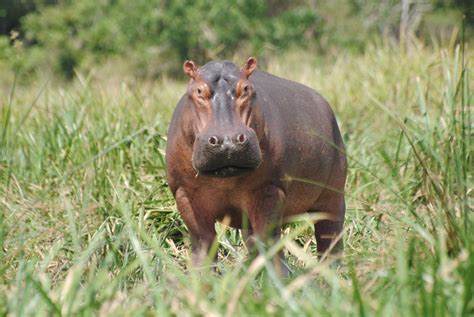 Hippopotamus on the Nile River in Uganda | Hippopotamus, Nile river, Nile