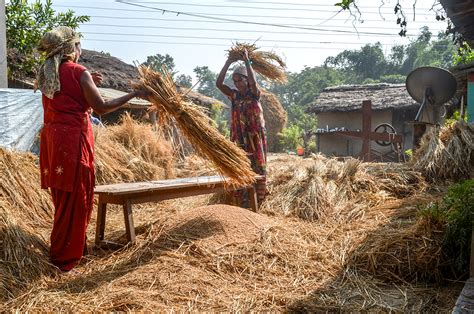 Harvesting Rice in Nepal