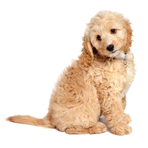 Cockapoo Dog Breed » Breed Info, Pictures, & More