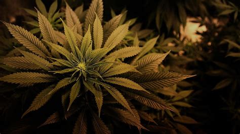 Marihuana trava droge slike za i pozadinu, weed plants HD wallpaper | Pxfuel
