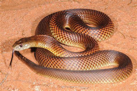 Mulga Snake Pseudechis australis | Scott Eipper | Flickr