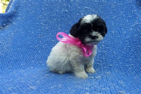 Chloe: Shih-Poo - Shihpoo puppy for sale near Los Angeles, California. | 14ce2edb-a9c1