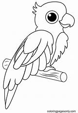 Papagei Papegaai Pappagallo Colorare Papagayo Parrot Ausmalbilder  sketch template