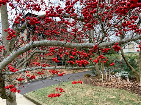 Tree Of The Week — Hawthorn - Providence Daily Dose