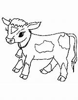 Coloring Pages Of Cows Free Printable sketch template