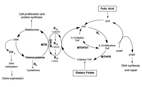 Methylation + MTHFR disorders • Living Holistic Health Geelong