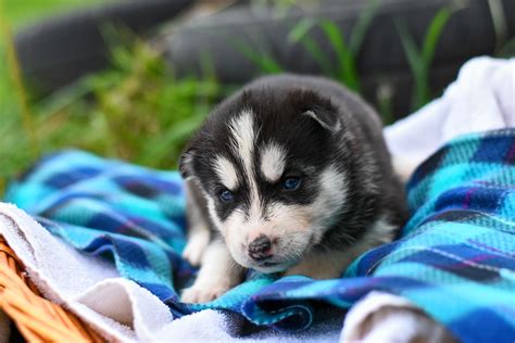 Download Siberian Husky Puppy Baby Animal Dog Animal Husky HD Wallpaper