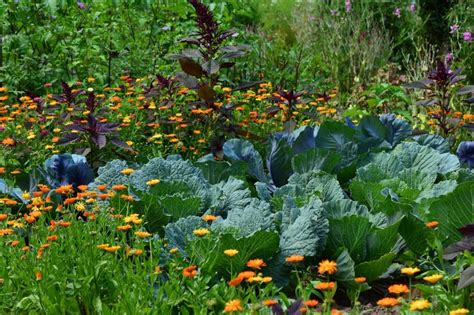 Polyculture Gardening: A Healthy, Brilliant Way to Grow Food - Garden ...