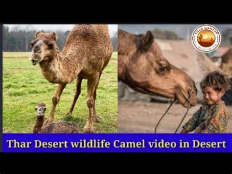 Thar Desert wildlife//Camel video in Desert - YouTube