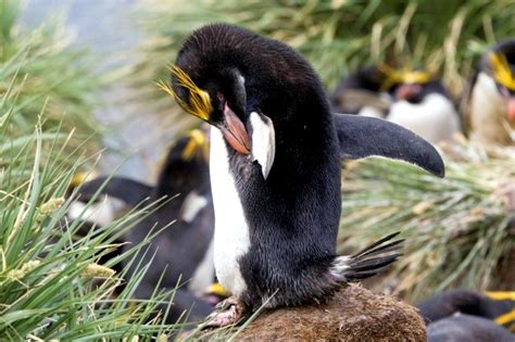 Macaroni Penguin – "OCEAN TREASURES" Memorial Library