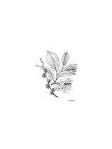 Elm coloring Pages sketch template