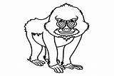 Sad Mandrill Coloring Page  Free Printable Pages sketch template