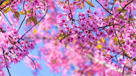 Sakura Spring Wallpapers - Wallpaper Cave