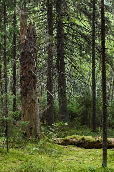 Forest, Boreal - Biology Encyclopedia - plant, body, cycle, types ...