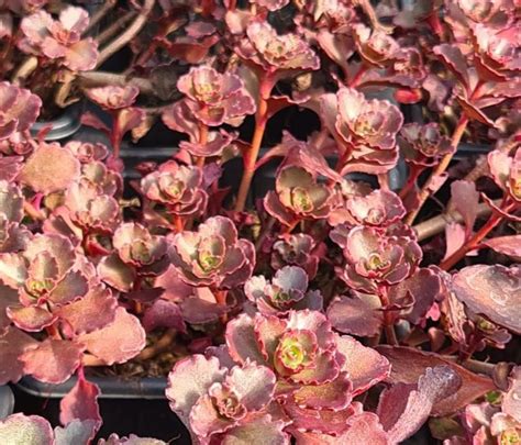 Sedum spurium 'Dragons Blood' | Farmyard Nurseries