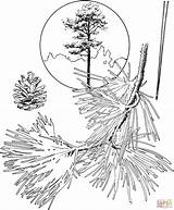 Free Coloring Pages Pine Tree Download  sketch template