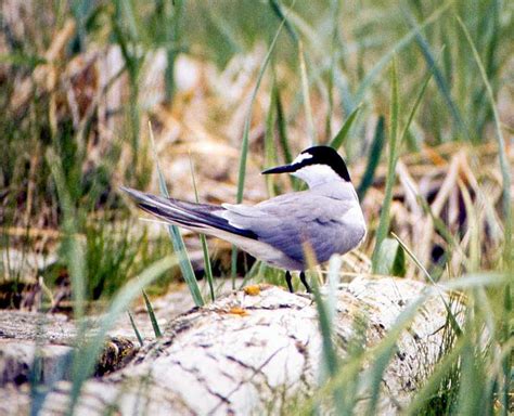 Aleutian Tern | ALASKA.ORG