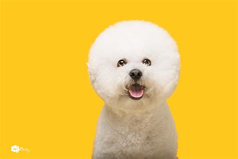 Top 10 Bichon Frise Care Tips - SPIRE PET