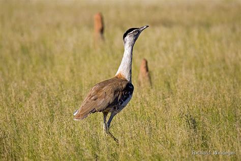 "Australian Bustard" by Richard Windeyer | Redbubble