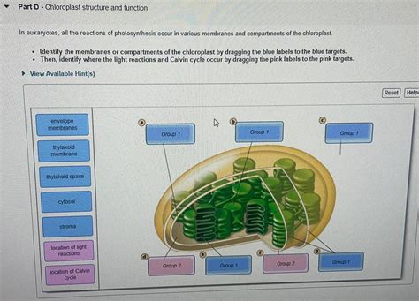 [ANSWERED] Part D Chloroplast structure and function In eukaryotes all - Kunduz