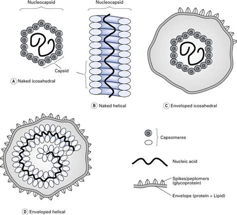 Virus: Structure and Symmetry