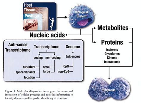 Molecular Diagnostics, 3rd Edition | Healthcare Book Shelf