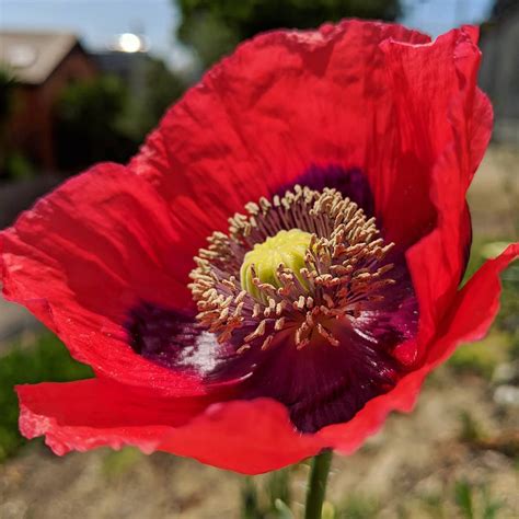 Opium Poppy (Papaver somniferum) – Weeds of Melbourne