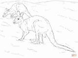 Large Kangaroo With Pouch Coloring Pages sketch template
