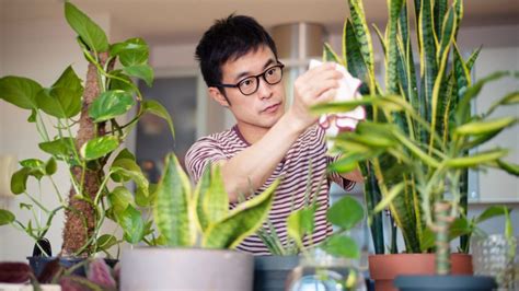 7 Science-Backed Benefits of Indoor Plants