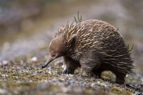 Short-Beaked Echidna | Sean Crane Photography